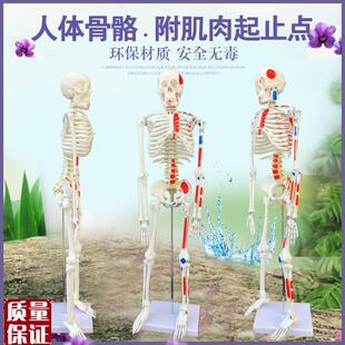 质量上乘新款85CM人体骨骼D模型骨架人体素描教学模型白骨