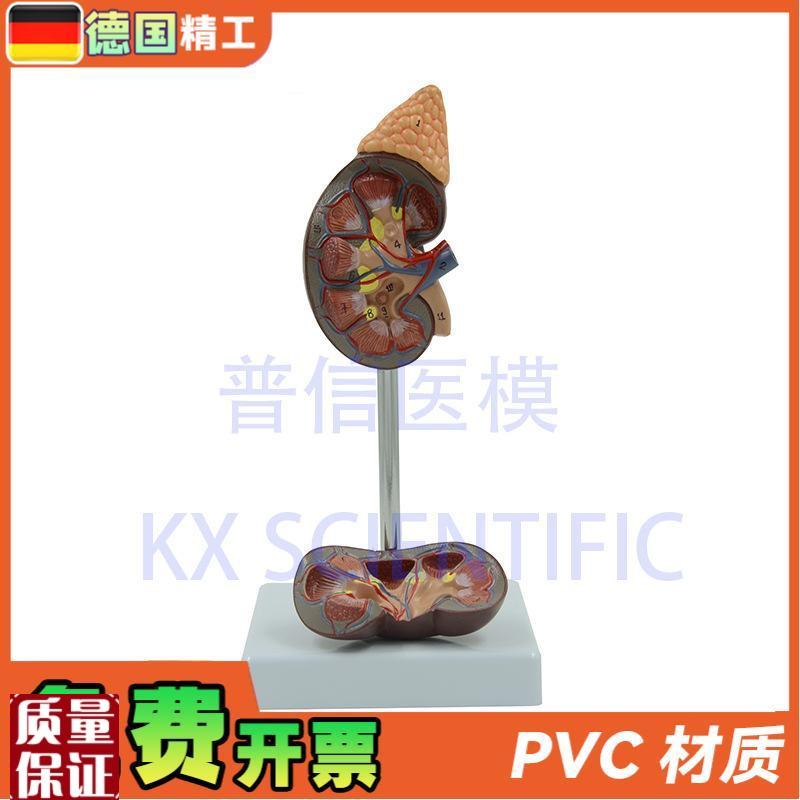 德国】人体肾模型k肾解剖1比1肾脏泌尿科医药礼品可拆教学科普
