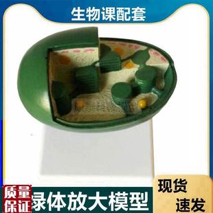 叶绿体放大模型植l物细胞器中生物课教学用光合作用叶绿素教学仪