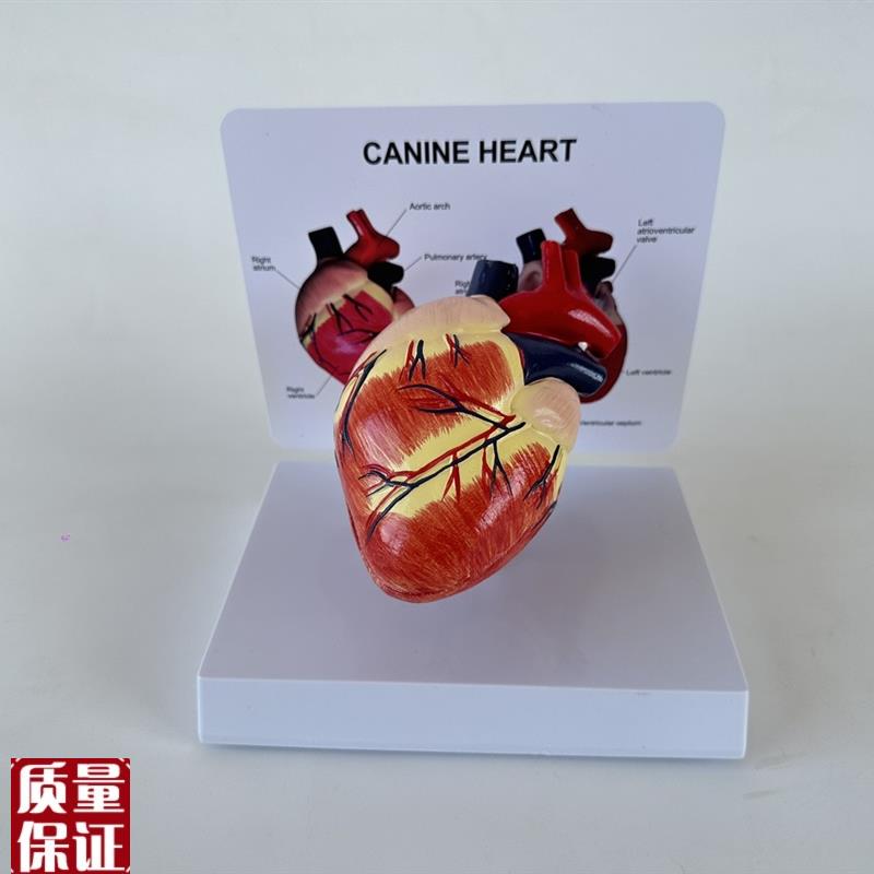 狗心脏解剖模型犬科宠物教具教学教G仪兽医医用医学健康犬心脏出