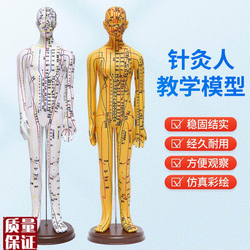 针灸穴位人体模型全身家用中医A十二经络图小皮人硅胶扎针练习铜