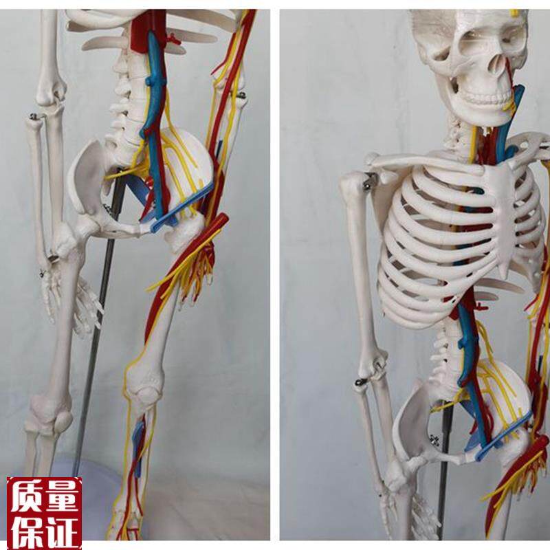 85cmb人体骨骼模型心脏主动静脉血管骷髅骨架医用教学讲
