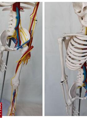 85cmb人体骨骼模型心脏主动静脉血管骷髅骨架医用教学讲