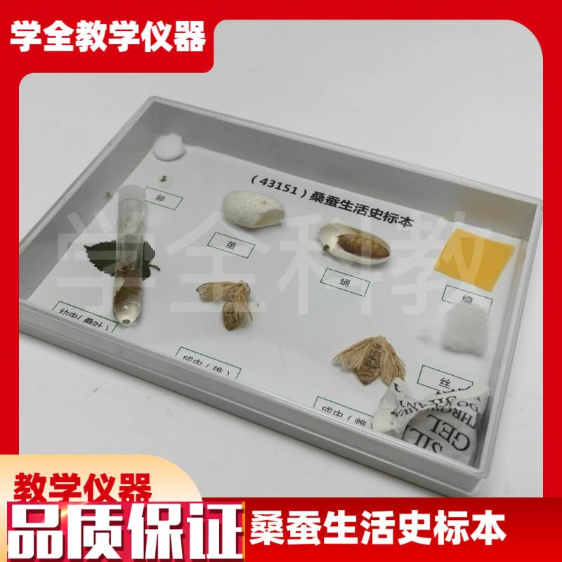 科普教学用动物标k本43151桑蚕生活史发育标本真实昆虫标本科普用