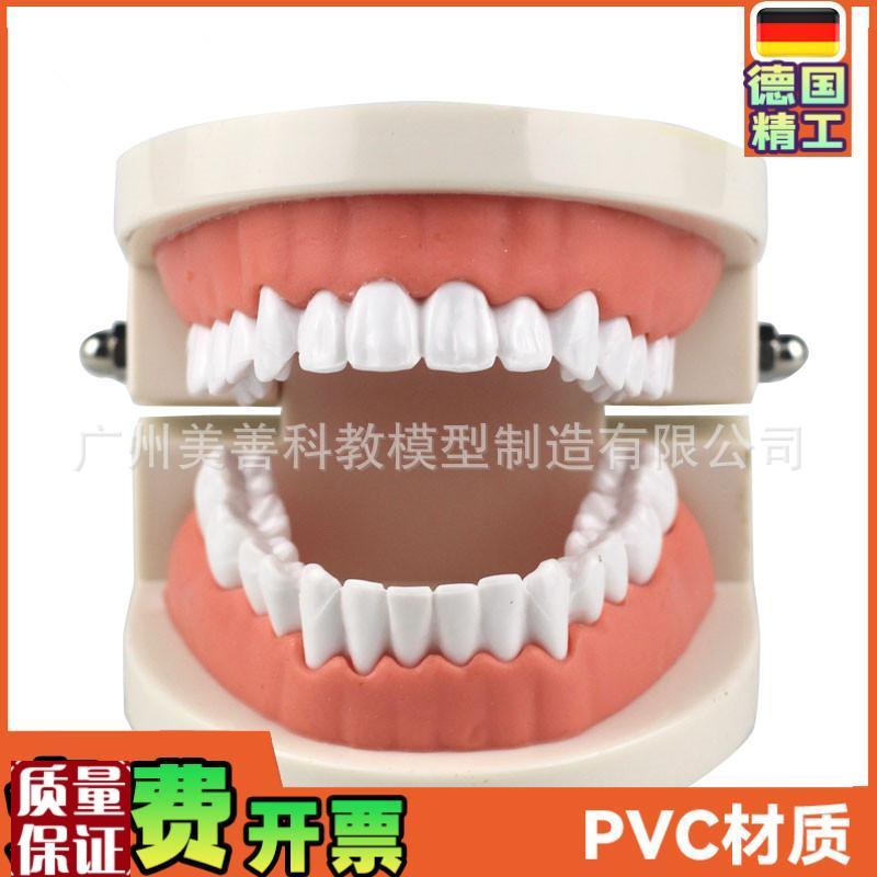 牙齿模型教学模型牙科q材料口腔材料假牙模型口腔模型儿童幼儿
