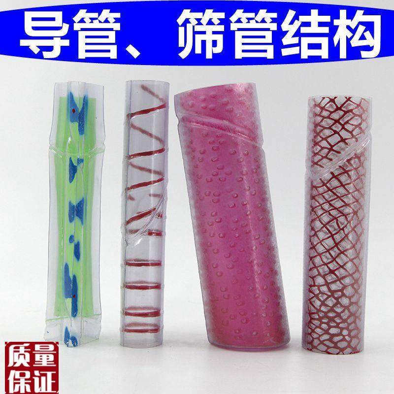 植物导管筛管单子叶植物玉米根尖解剖生R物课实验器材维管