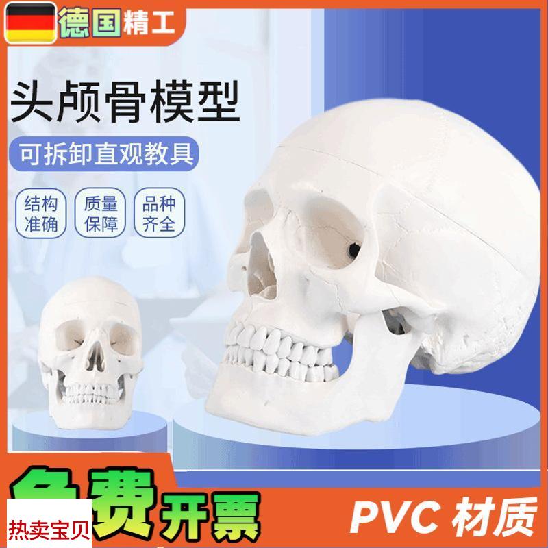 德国】1比1成人头骨模型口腔教学使用美术Q写生临摹可拆头颅骨
