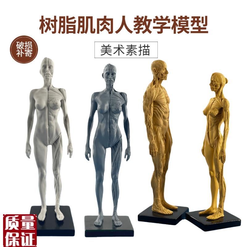 绘画临摹人体雕塑人体结构CyG参考模型艺用人体肌肉骨骼模型美