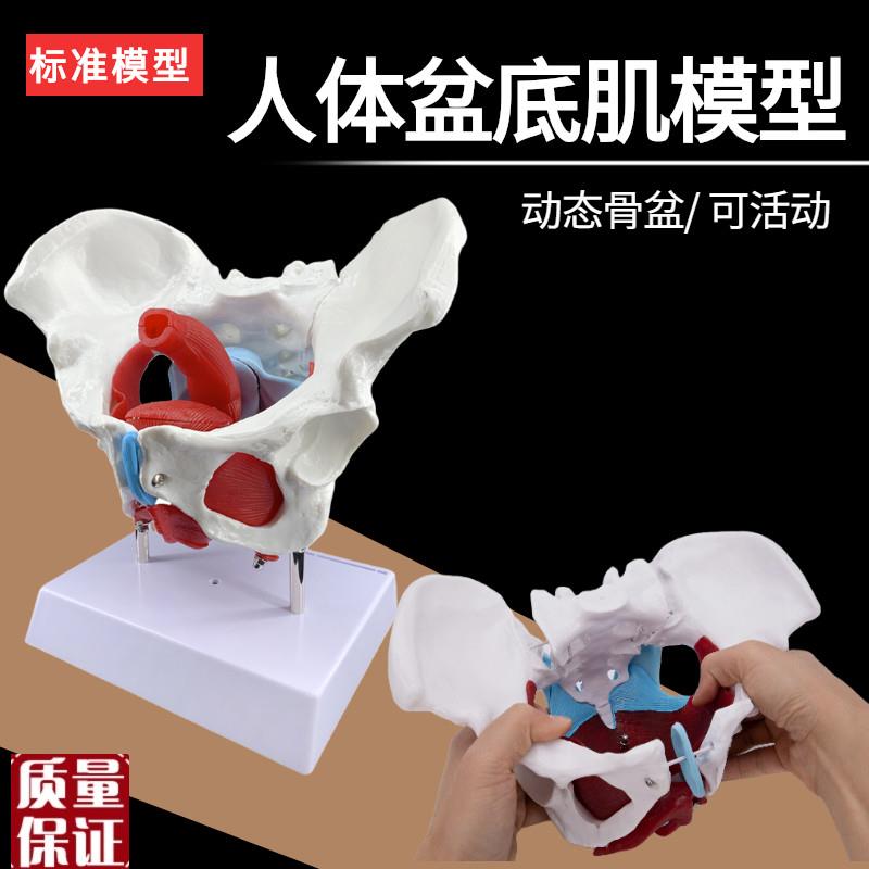 动态女性腰椎骨盆模型关节可动医用女性骨盆示范T模型人体活动骨