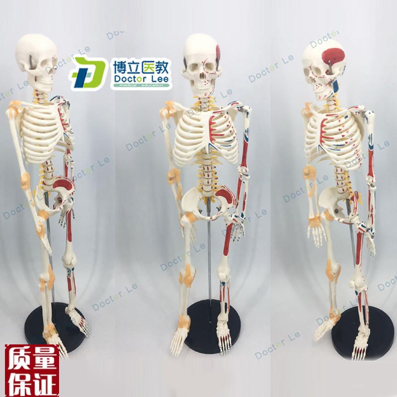 可活动骨b架标肌肉解剖脊椎骷髅小针刀正骨针灸85cm人体骨骼模