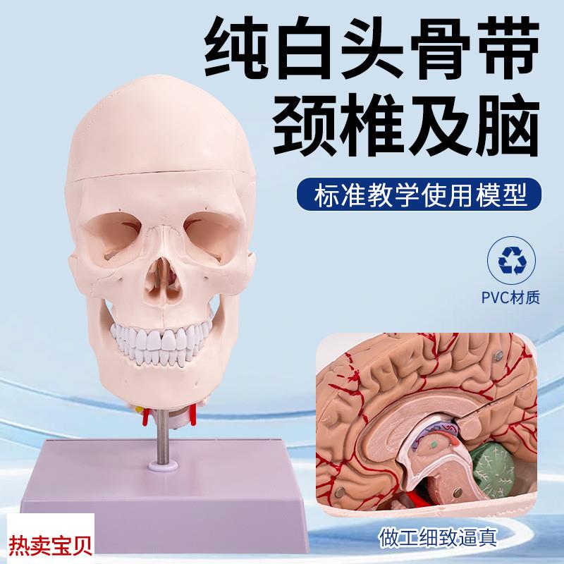 人体头骨附颈椎及大脑o模型可拆卸成人1:1骷髅头医学教具数字编码