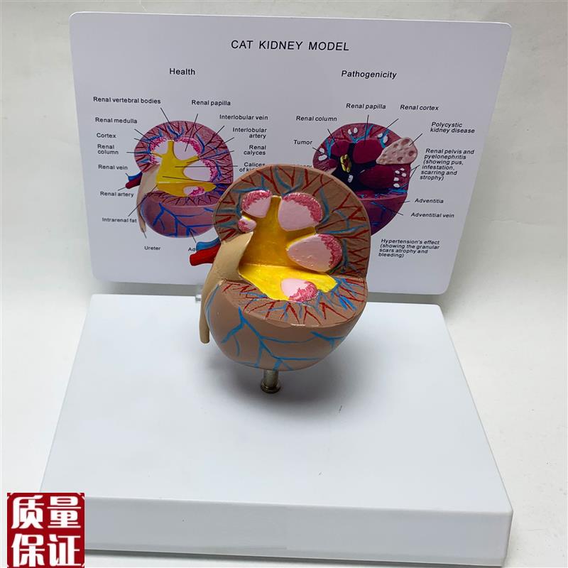 猫肾健康解剖模型l宠物动物肾脏解剖兽医医学教学教仪厂家直