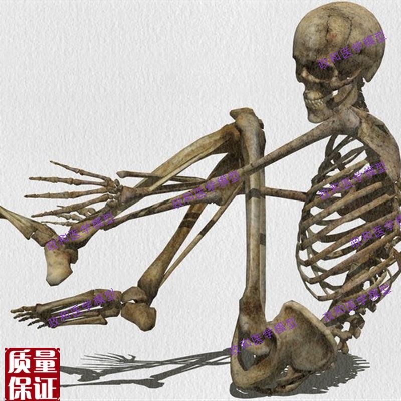 高度逼真美术医用艺用超标准的1B70cm人体大骨骼模型骷髅骨架标
