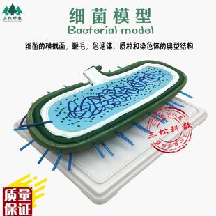 细菌模型高倍放大细胞病毒细菌标本染K色体鞭毛生物教学展示模