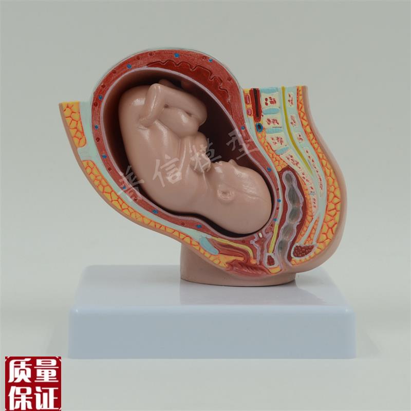 普信盆腔模型助产示教模型胚胎发育M模型柜台展示计生用