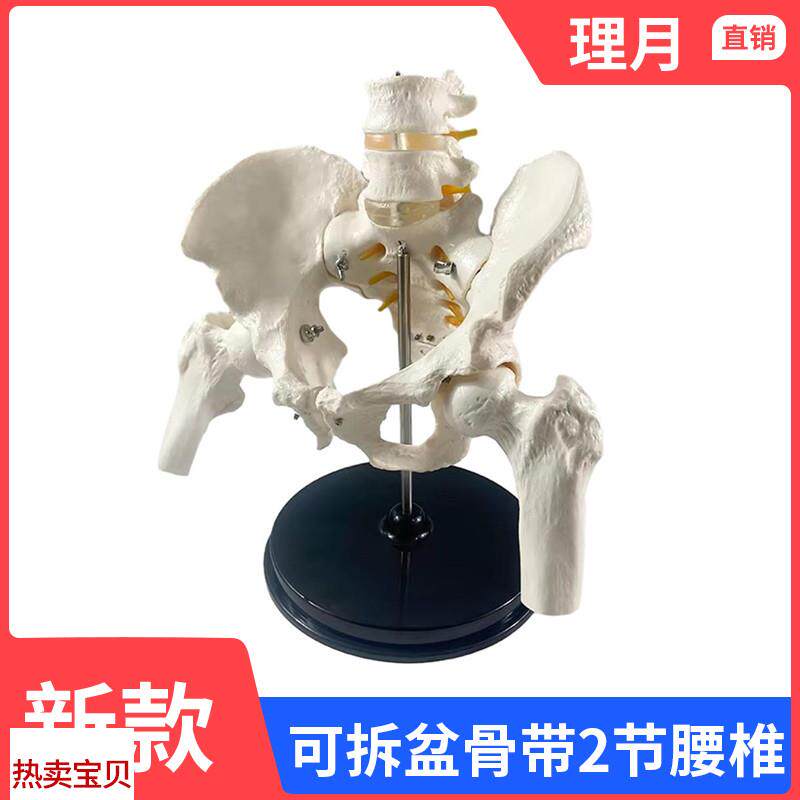 人体两节腰椎带骨盆腿骨s模型脊柱脊椎正脊柱模型真人大小可拆卸