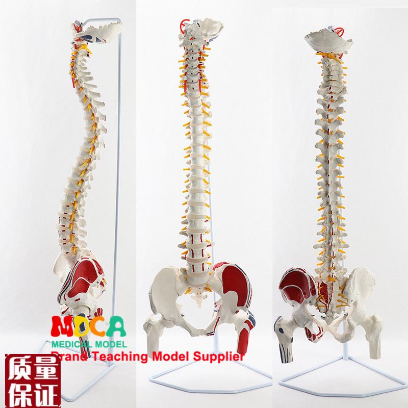 85cm挂式肌肉j起止点写色脊柱带股骨推拿美容人体脊柱模型MJZ20