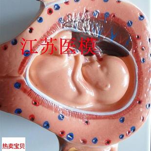 8件 L妊娠胚胎模型 怀孕胎儿模型 胎儿妊娠发育过程模型