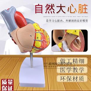 正品放大版人体心脏解剖模w型医用心脏教学教具人体心脏模型包