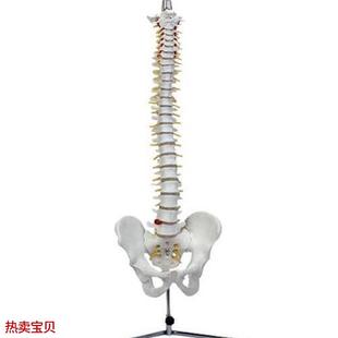 脊椎模型(带骨盆)自然大人体脊I柱盆骨模具椎骨解剖标本