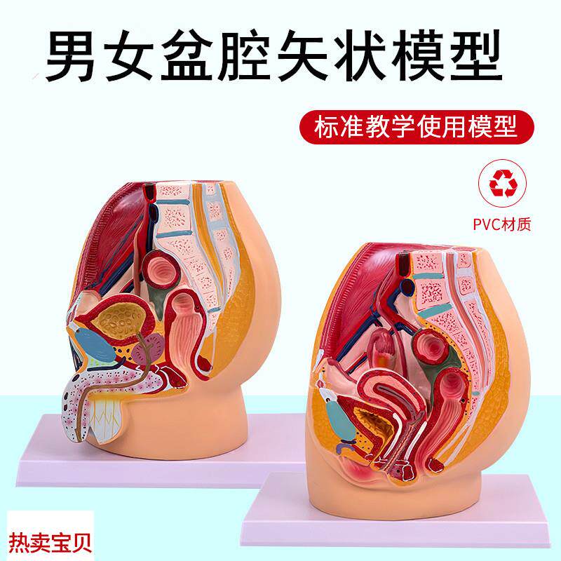 生殖模型子宫h模型教具女性生殖模器模型女性阴道模型盆腔矢状切