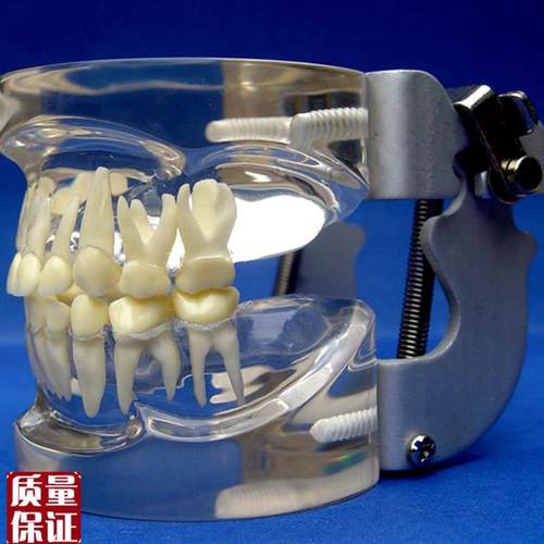 ENOVOd颐诺儿童乳牙列模型儿童口腔教学展示模型牙科牙齿模型口