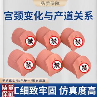 教学模型女性分l娩生产宫口模型产前宫颈变化与产道关系模