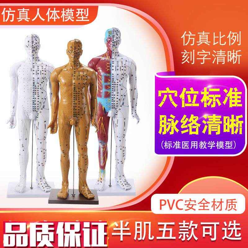 85CM人体针灸模型人体穴位模型经络按摩男针灸S中医教学小人刻字