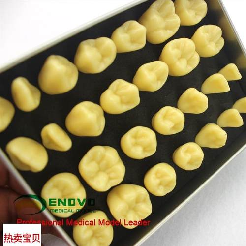 ENOVO颐诺2倍雕牙练习u指导模型牙颌面口腔学教学雕牙齿模型成人