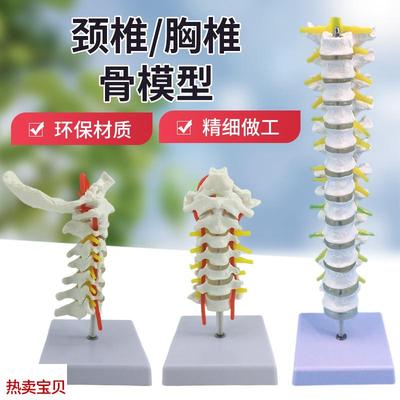 人体脊柱模型成人11比例自然大脊椎模型带颈椎胸V椎尾椎骨骼模型