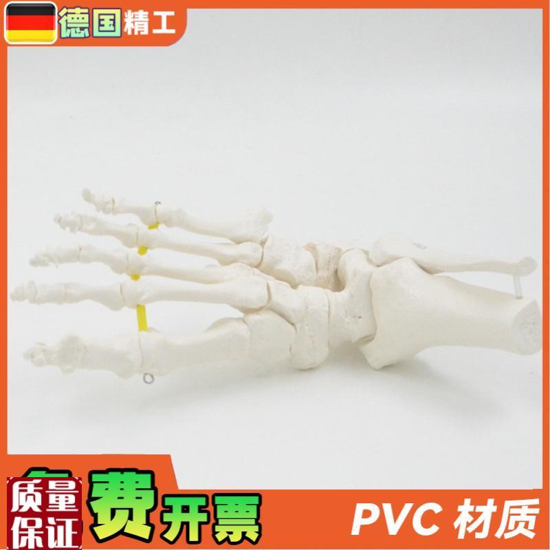 德国】可弯曲分离脚骨模型踝关节运动康复演N示教具1比1仿真骨骼