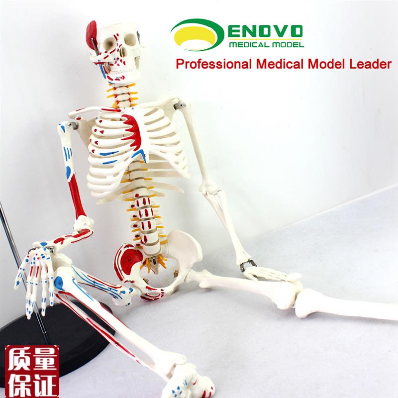 ENOVO颐诺h医学85CM人体骨骼模型神经肌肉起止点骨架瑜伽教学脊