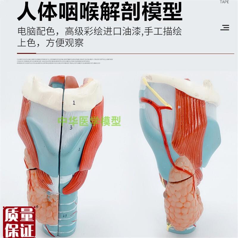 喉头解剖模型,喉头放大模型,自然大喉模型,人体器W官解剖教学模