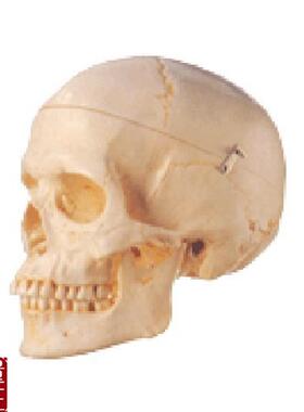 成人头颅j骨模型A1111