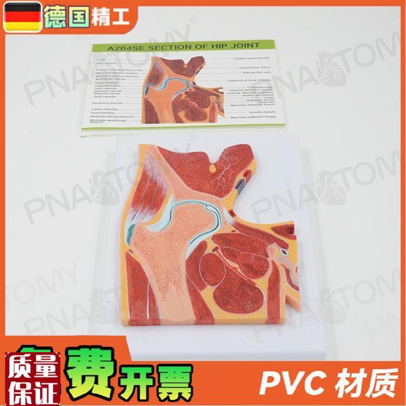 德国人体MRI髋关节骨骼肌肉剖面构造解剖模P型医学骨科疼痛科教