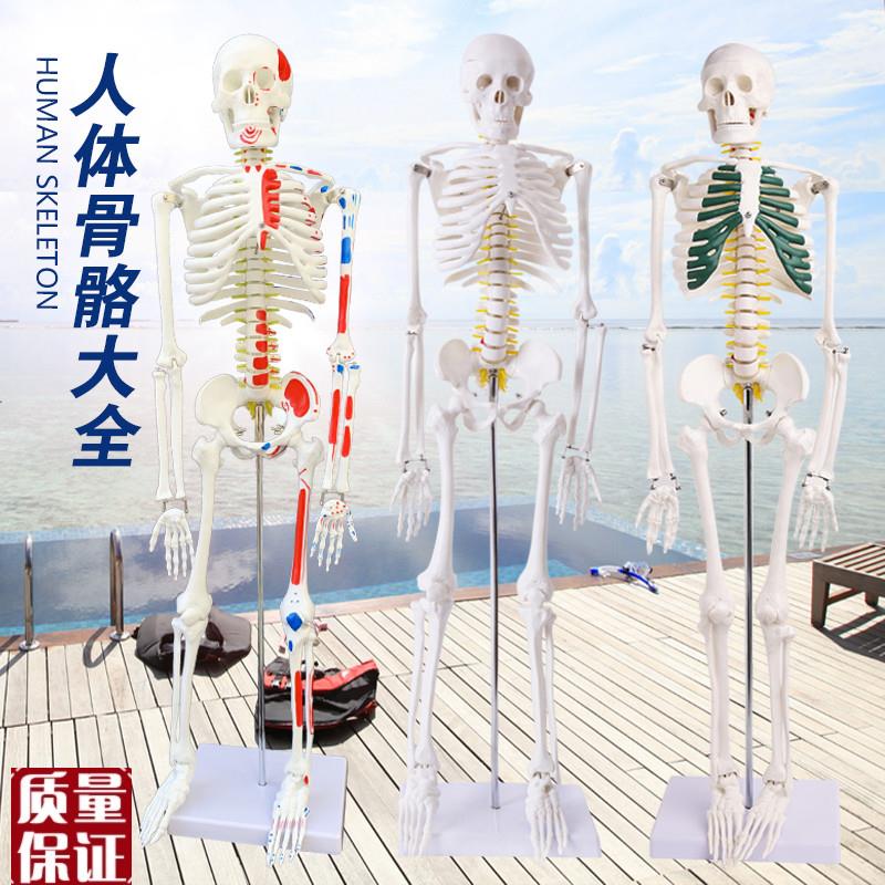 4585170ckm人体骨骼模型骨架人体模型成人小白骷髅教学脊椎全