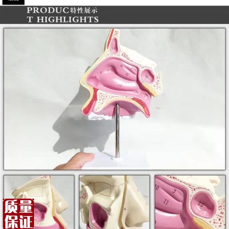 人体鼻腔解剖模m型面部解剖人体模型医用教学讲解模