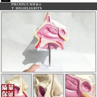 人体鼻腔解剖模m型面部解剖人体模型医用教学讲解模