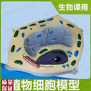植物细胞a模型微细结构叶绿体细胞核初中高中实验生物课教具器
