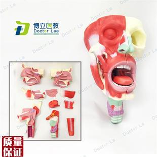 医用鼻口c咽喉腔模型头面部肌肉解剖模型鼻腔口腔模型咽