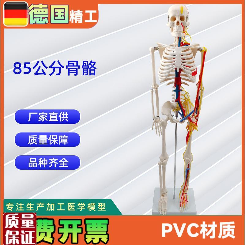 85CM附神经血管骨骼模型人体骨骼演示T模型医学教材模