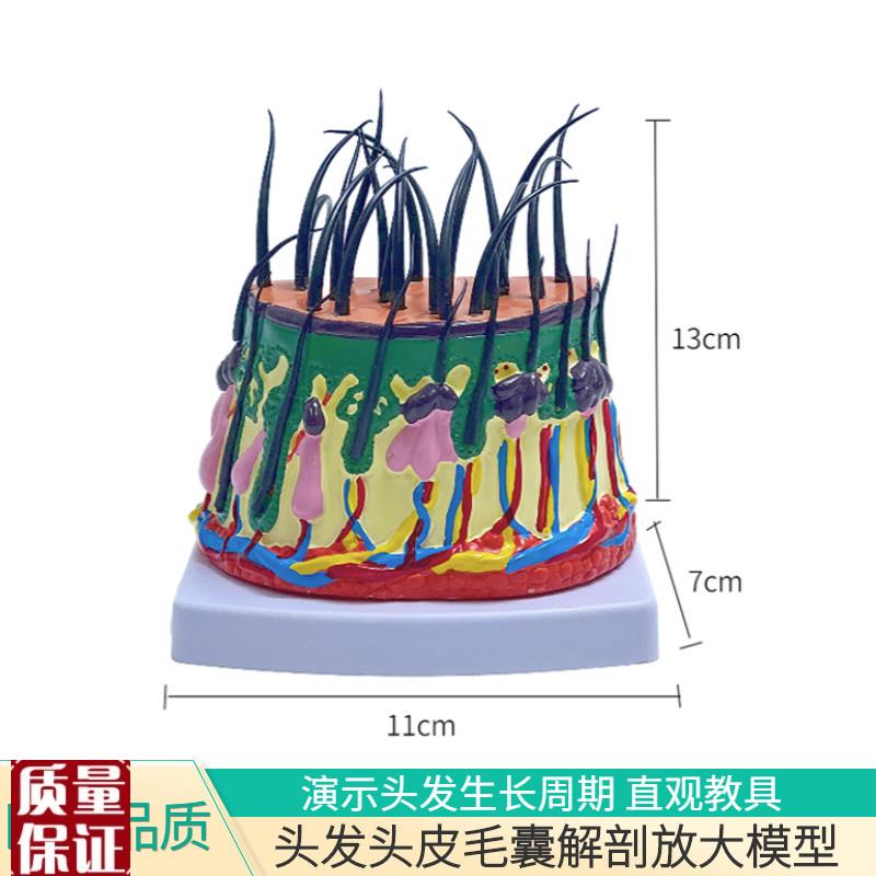 头发生长模型头j皮结构皮下组织脱发过程毛发毛囊毛根血管神经虫