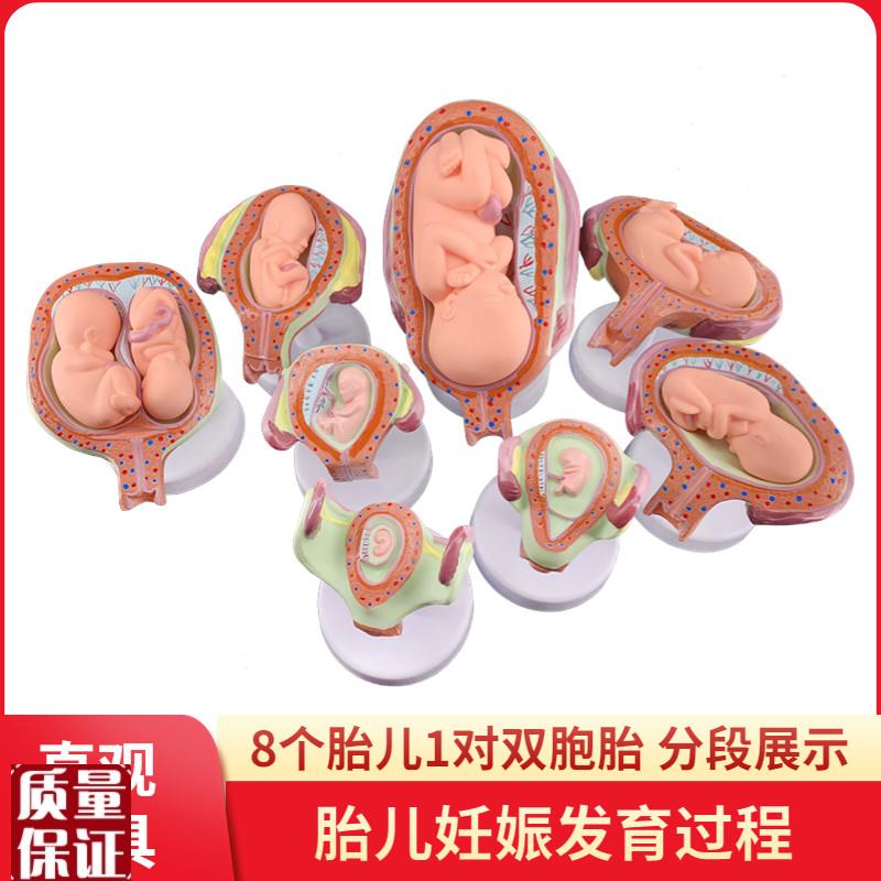 妊娠发育过程模型胚胎计划生育模型胎L儿发育过程模型子宫解