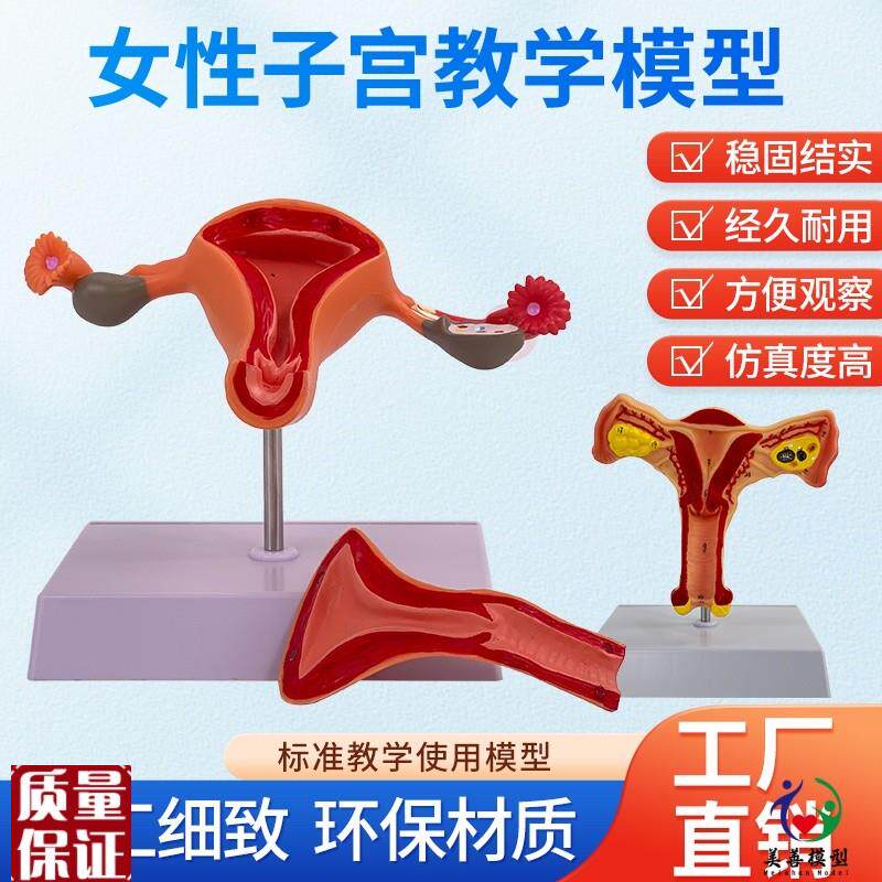 女性生殖o模器模型生殖科教具私密子宫模型教具妇科卵巢解