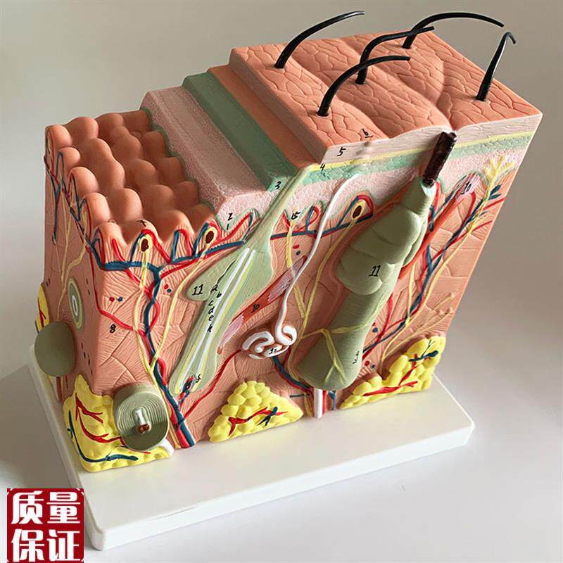 人体皮肤结构解剖模型表皮层次立体构造缝合真皮表X皮皮下组织包
