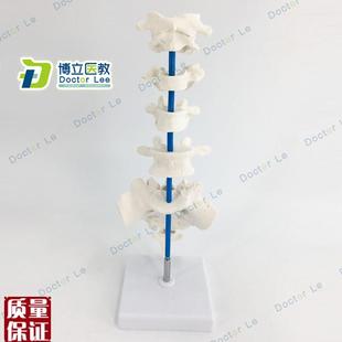 人体典型椎骨模型散骨模B型椎骨模型医教模型教学模