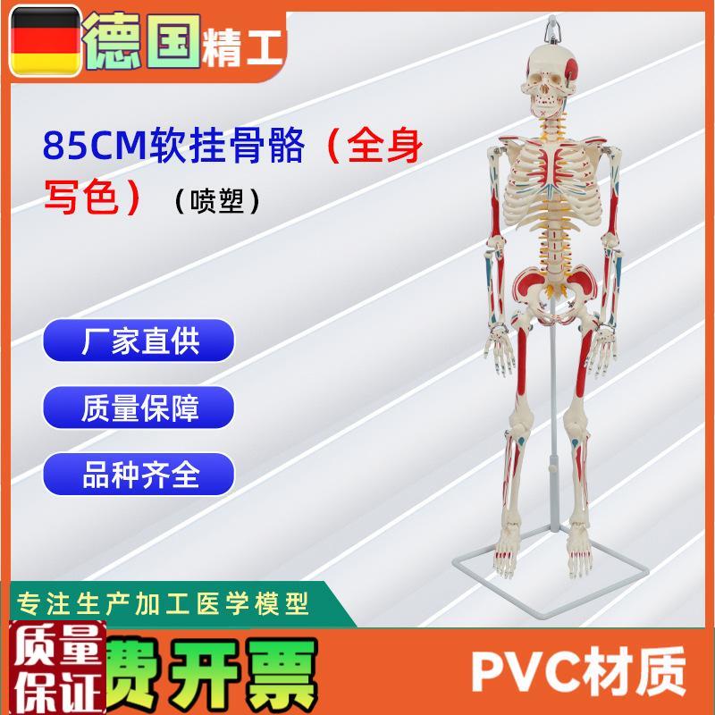 85CM软挂全身写色骨骼模型(喷塑)教学用具U仿真人体骨骼模