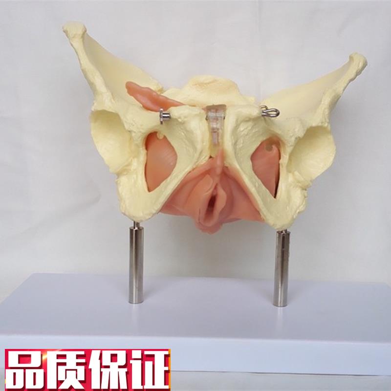 女盆腔盆内脏器与筋膜模型y盆骨子宫模型计生医用教学讲解