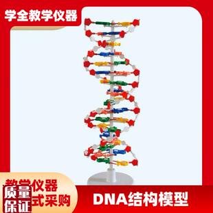 DNA教学结构模型n双螺旋高中碱基对遗传基因生物教学仪器模