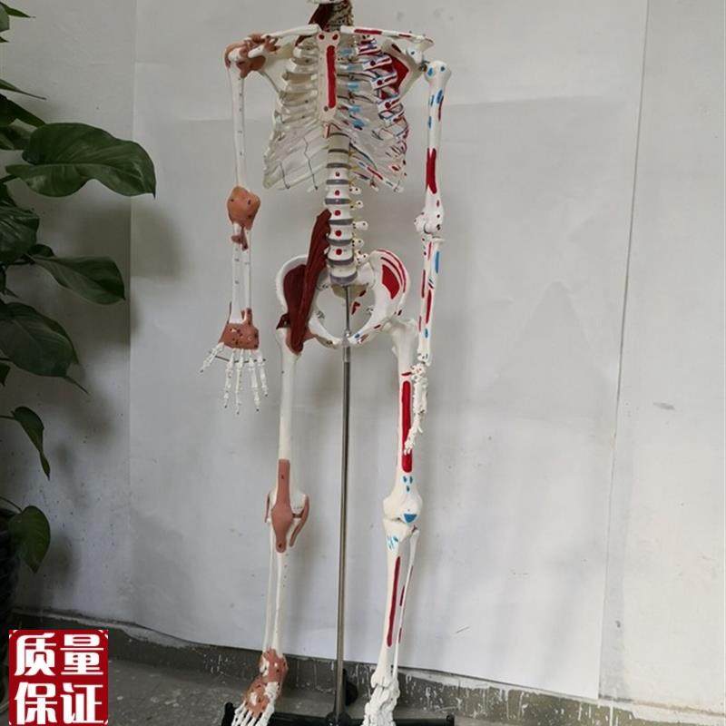 170cm人体骨骼韧带肌肉数字编码骨架医X用教学讲解模